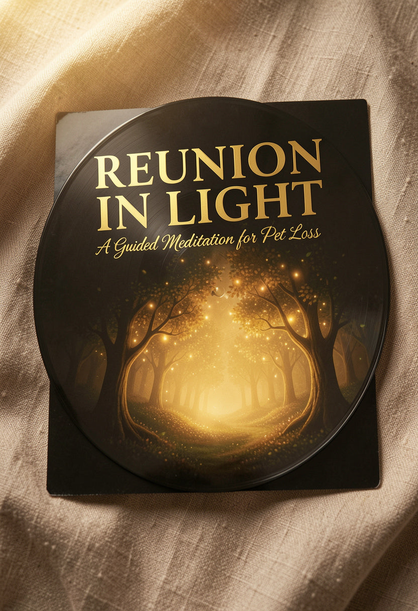 Reunion in Light — A Guided Meditation for Pet Loss (Audio Download)